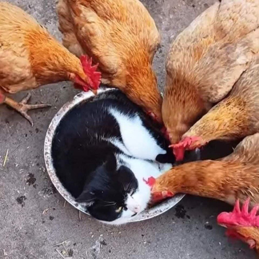 17d4702ad4efbbceef067406748aa6e1_1734227542_6796.jpeg